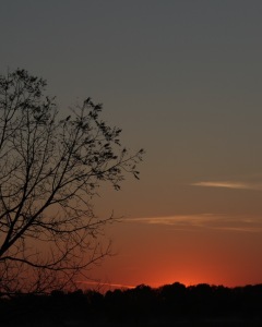 Sunset on Hillside with Tree Silhouette - by Nate Hanson
